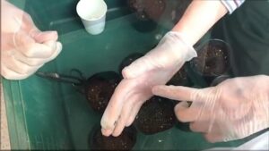 【デイケア】4月の緑化活動