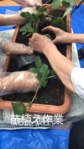 【デイケア】8月の緑化活動