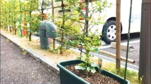 【デイケア】5月の緑化活動