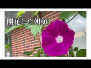 【デイケア】7月の緑化活動