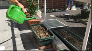 【デイケア】9月の緑化活動