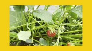 【デイケア】5月の緑化活動