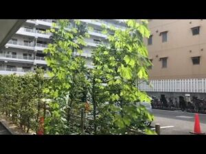 【デイケア】9月の緑化活動