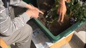 【デイケア】5月の緑化活動