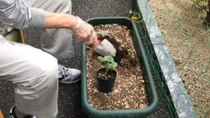 【デイケア】5月の緑化活動