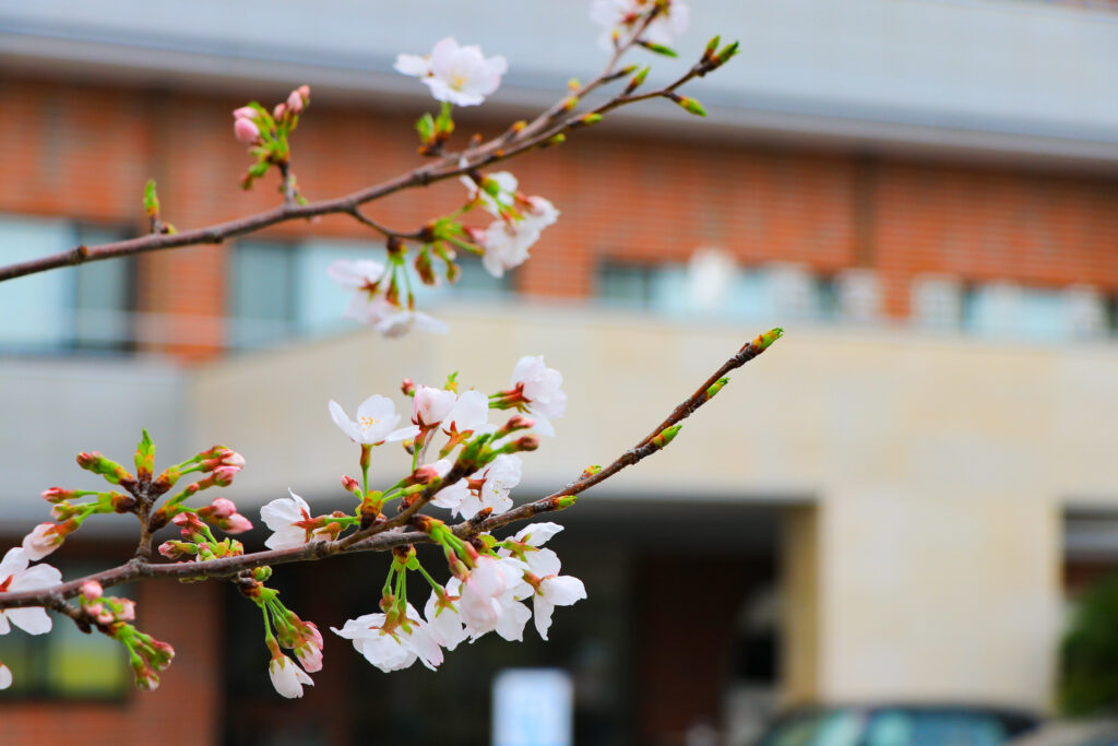 緑化活動＆壁の装飾を春に！