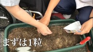 デイケア】10月の緑化活動