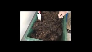 【デイケア】4月の緑化活動