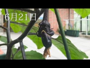 【デイケア】6月の緑化活動