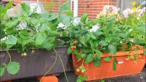 【デイケア】6月の緑化活動