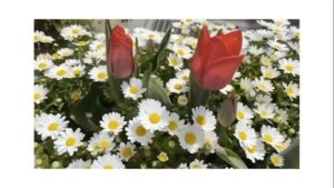 【デイケア】4月の緑化活動