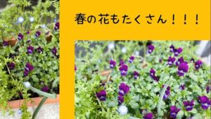 【デイケア】4月の緑化活動