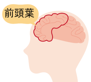 前頭葉