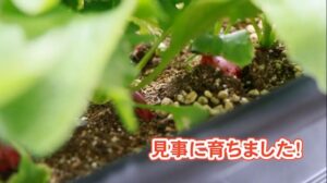 畑活動 #1二十日大根