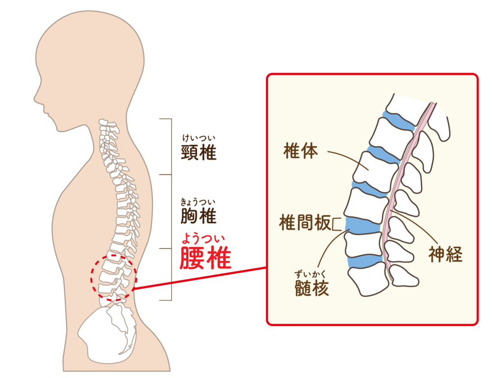 背骨と脊柱管