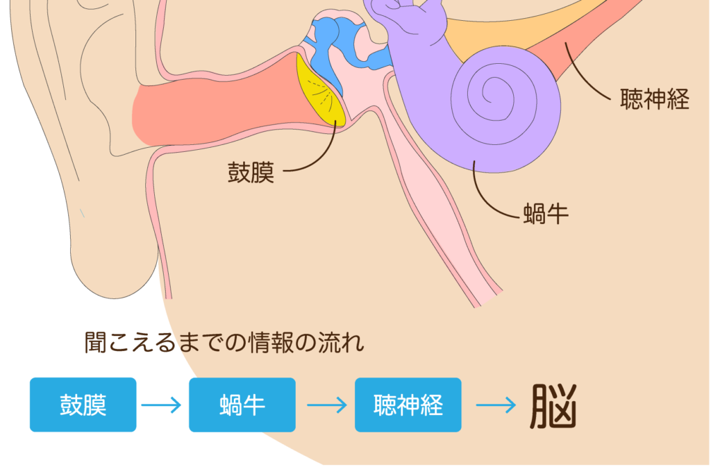 耳の構造_01
