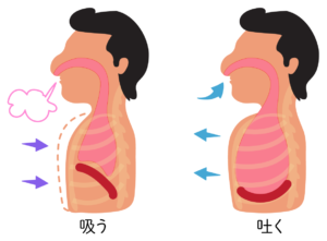 呼吸の仕組み